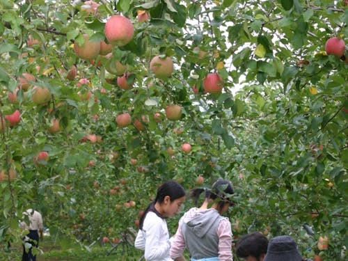 りんご狩りも楽しめます