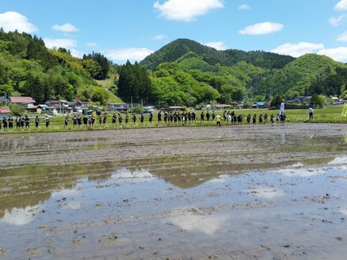 中学生の田植え体験