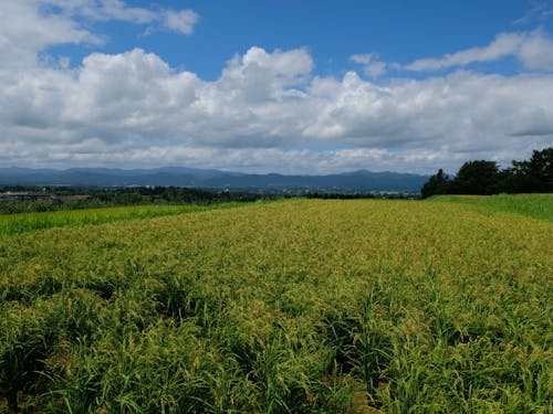 奥羽山脈が見渡せる絶景でお米を育てています