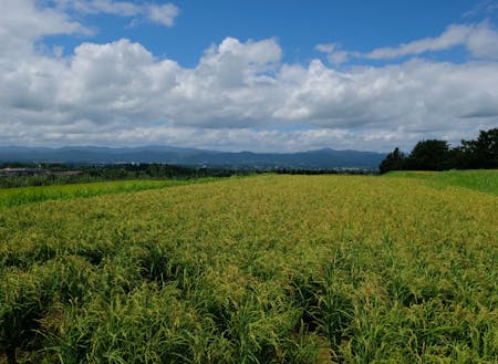 奥羽山脈が見渡せる絶景でお米を育てています