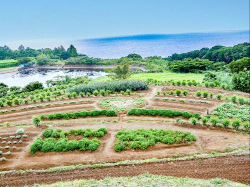 インスタ映えする棚田の花段
