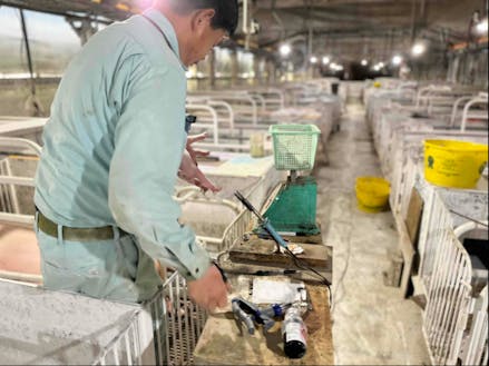 芳寿牧場の豚舎での作業の様子。衛生管理が徹底された芳寿牧場は、品質の高さも自慢です。
