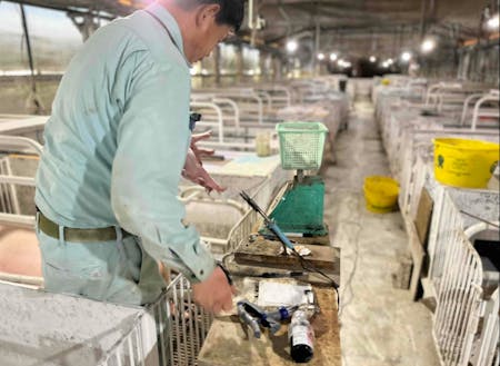 芳寿牧場の豚舎での作業の様子。衛生管理が徹底された芳寿牧場は、品質の高さも自慢です。