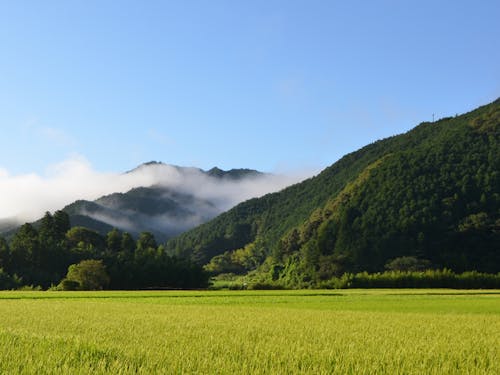 山すそに広がる田んぼ