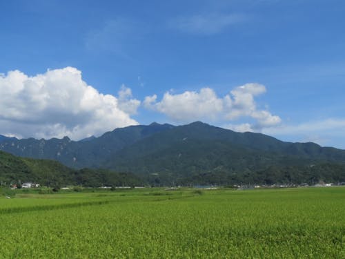 のどかな田園風景