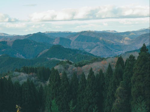 資源の宝庫・日南町の豊かな森林