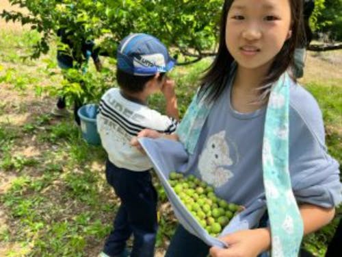 近所の方のお宅で梅捥ぎをさせてもらった時の様子