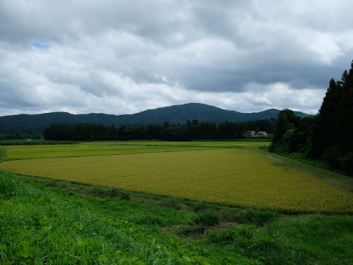 まもなく黄金色です