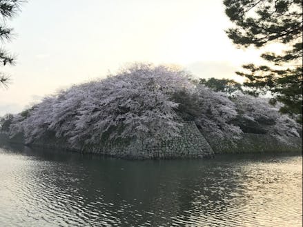 満開の桜が見ることができる彦根城
