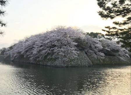 満開の桜が見ることができる彦根城