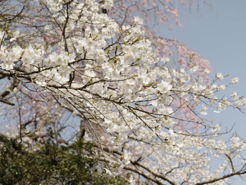 近くの城山公園は春は満開の桜が見られる桜の名所。