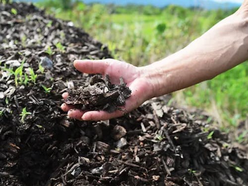 安心で安全な野菜が健康な身体づくりに繋がるため、実施しています。 苗や野菜も自然農法のものが強いし、長持ちし、美味しいと感じます。