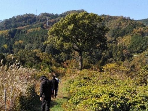 癒される大クスノキ