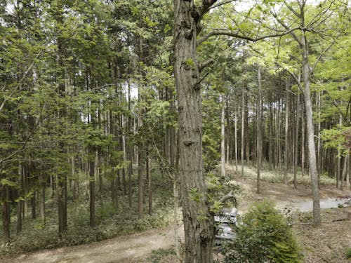 別荘地であり、物件は人工林に囲まれている。