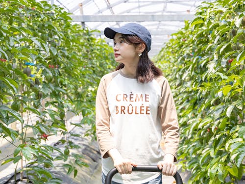 鹿児島県甑島パッションフルーツ農園でのふるさとワーホリ