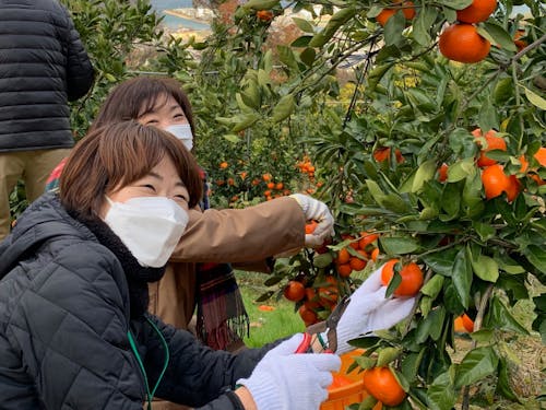 昨年の様子(農作業体験)