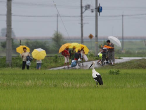 豊岡エリア(コウノトリ)