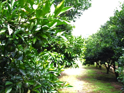 ゆず団地で育てる無農薬のゆず