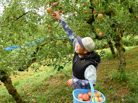 高岡地区でりんごの果樹栽培している熊坂さん