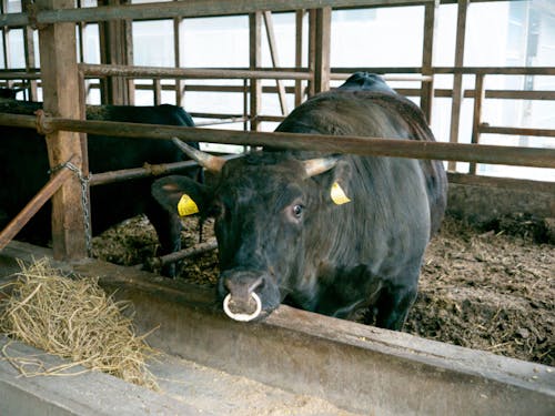 こっちを見る隠岐牛
