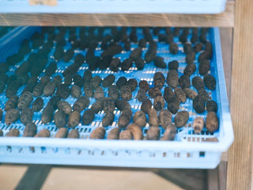 なまこの加工場