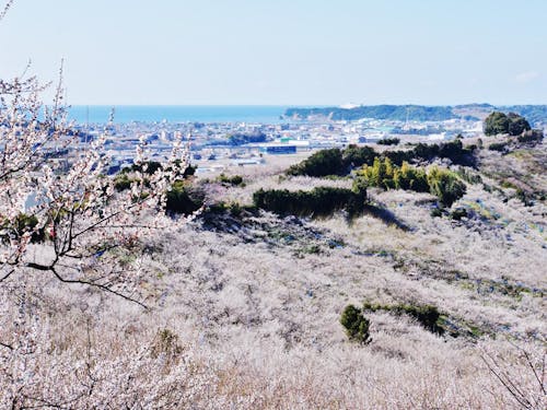 2月は梅の花が満開で、梅の花の香りに包まれるみなべ町