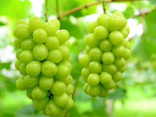 小林を代表するフルーツ「シャインマスカット」