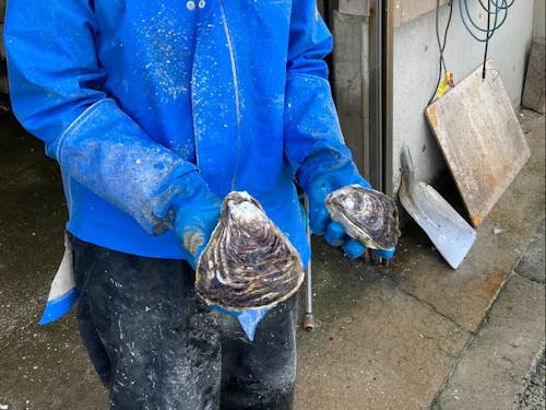 隠岐名産の岩牡蠣