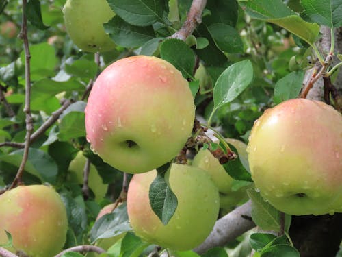 Q「りんごの収穫作業って初めてでも出来ますか?」 A「できるもできねも、もげばいいだけだはんで(もげばいいだけだから)!」