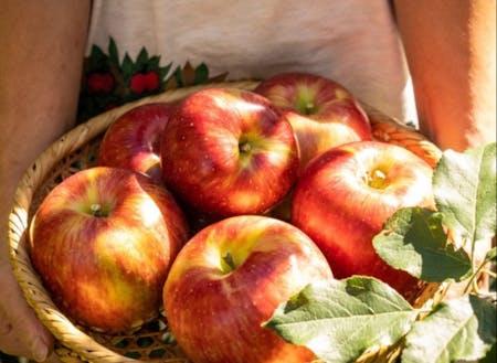 りんごのきのした農園のりんご