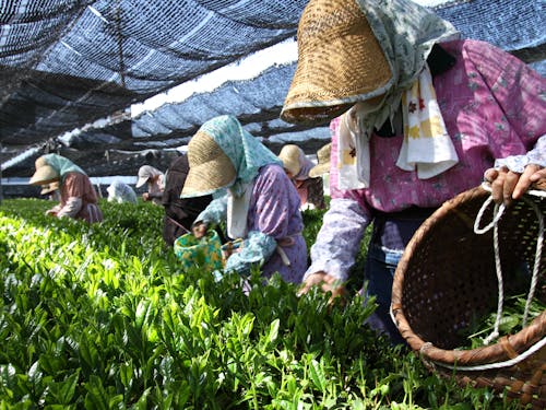伊勢茶の茶摘み