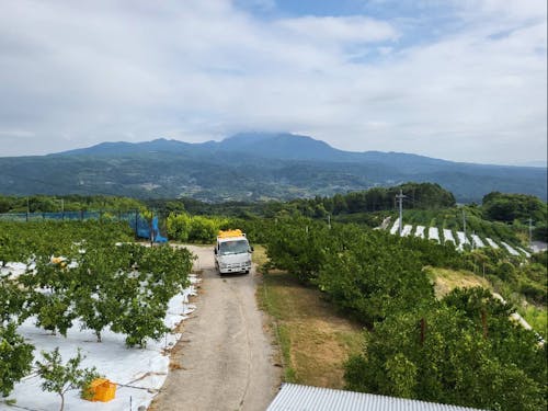 丘の上に広がるミカン畑と勇壮な雲仙普賢岳