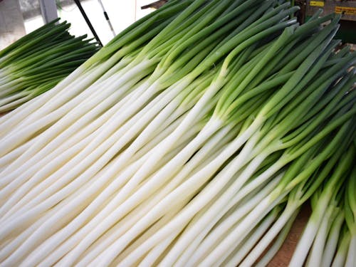 白い部分が長い軟白ねぎ