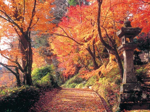 錦町のおすすめ紅葉スポット