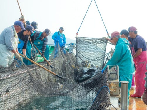 明治29年から続くブリの定置網漁。梶賀町経済を支えている。