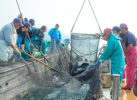 明治29年から続くブリの定置網漁。梶賀町経済を支えている。