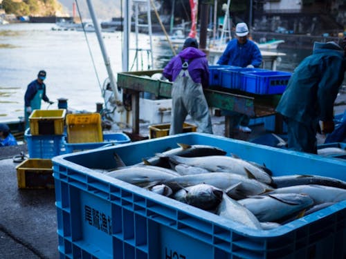 早朝の梶賀漁港は、魚の水揚げや選別を行う漁師たちで活気付く。
