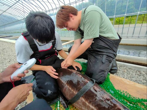 特大のチョウザメ
