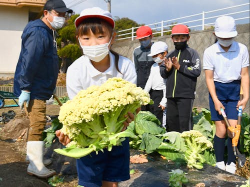 小学生によるイタリア野菜カリフローレの栽培