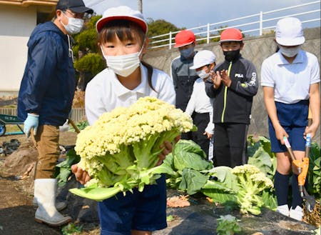 小学生によるイタリア野菜カリフローレの栽培