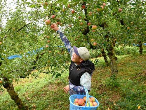 高岡地区でりんごの果樹栽培している熊坂さん