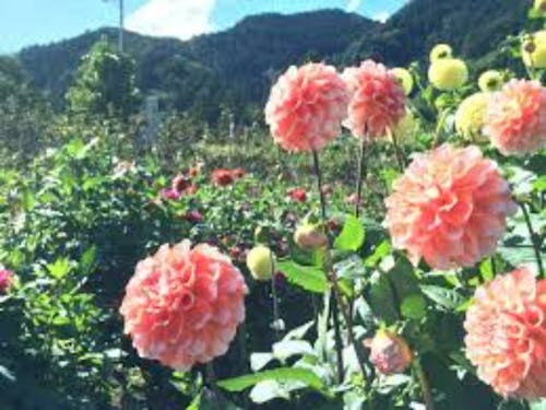 ダリア園