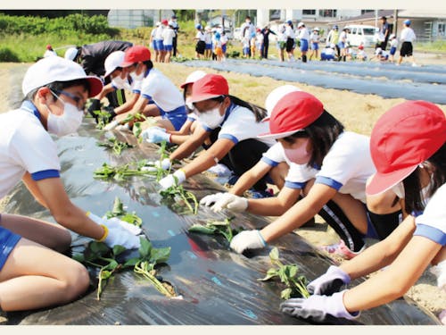 保育園と小中学校合同での芋苗植え