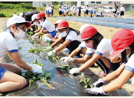 保育園と小中学校合同での芋苗植え