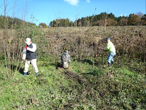 楮刈り取り作業