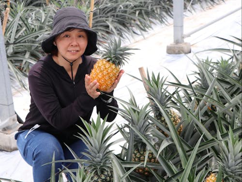 パインアップル栽培