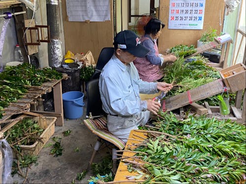 シキミ・ヒサカキの選定作業