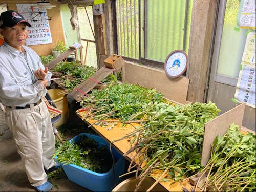 選定作業の様子