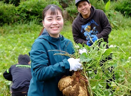 島の酒蔵さんとコラボし、オリジナル焼酎造。スタッフも芋を堀るところから体験