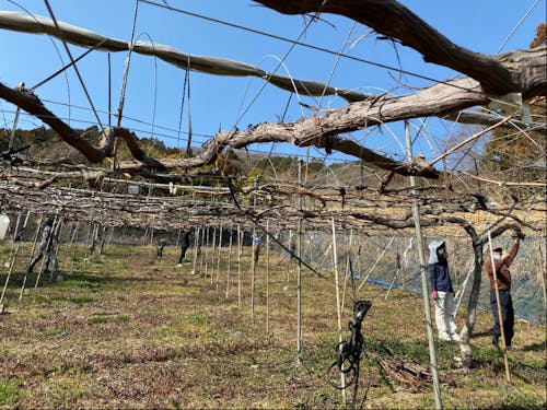 地域の農家さんが手放したぶどう畑をENgaWAチームで継承